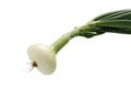 Onion. Fresh raw peeled onions isolated on white background. Bulbs of onion Royalty Free Stock Photo