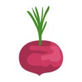 onion fresh vegetable healthy icon