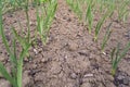 Onion garden field seed panted growing close up Royalty Free Stock Photo