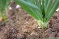 Onion garden field seed panted growing macro Royalty Free Stock Photo
