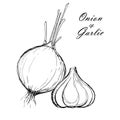 Onion and garlic. Black and white contour sketch. Kitchen wall print. Hand drawn vegetable. Natural organic spice