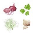 Onion, garlic, parsley, dill. Fresh vegetables