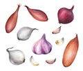 Onion and garlic. Watercolor illustration on white background Royalty Free Stock Photo