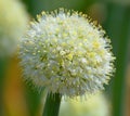 The onion genus Allium comprises monocotyledonous flowering plants