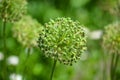 The onion genus Allium comprises monocotyledonous flowering plants