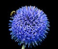 The onion genus Allium comprises monocotyledonous flowering plants Royalty Free Stock Photo