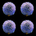 The onion genus Allium comprises monocotyledonous flowering plants Royalty Free Stock Photo