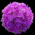 The onion genus Allium comprises monocotyledonous flowering plants Royalty Free Stock Photo