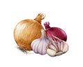 Onion golden and red bulb with garlic watercolor illustration. Realistic vegetable roots hand drawn image. Fresh onion and garlic.