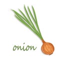 Onion. Green onion in the shape of a web icon vector color, new flat style.