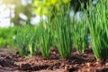 onion growht in vegetable gardening Royalty Free Stock Photo