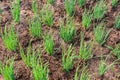 onion growht in vegetable gardening Royalty Free Stock Photo