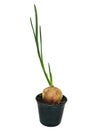 Onion growing beautifully on a white background Royalty Free Stock Photo