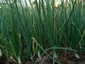 Onion growing in Indian tropical agriculture farming