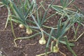 Onion growing in a land, field, or a vegetable garden