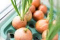 Onion growing in pot on windowsill. Gresh green organic homemade onions at home Royalty Free Stock Photo