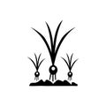 Onion Growing in Soil icon