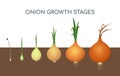 Onion growing stages