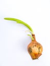 Onion growing on white background Royalty Free Stock Photo