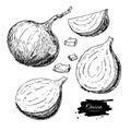 Onion hand drawn vector set. Full, half and cutout slice. Isolated Vegetable engraved style object