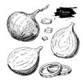 Onion hand drawn vector set. Full, rings and Half cutout slice. Isolated Vegetable Royalty Free Stock Photo
