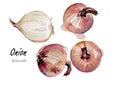 Onion.Hand drawn watercolor painting on white background