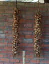 onion hanging from hooks to the brick wall by fencetop