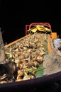 Onion harvest Royalty Free Stock Photo