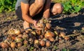 Onion harvest in the garden in the hands of a farmer. Selective focus. Royalty Free Stock Photo