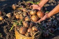 Onion harvest in the garden in the hands of a farmer. Selective focus. Royalty Free Stock Photo