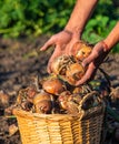 Onion harvest in the garden in the hands of a farmer. Selective focus. Royalty Free Stock Photo