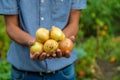 Onion harvest in the hands of a farmer. Selective focus. Royalty Free Stock Photo