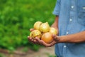 Onion harvest in the hands of a farmer. Selective focus. Royalty Free Stock Photo