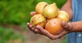 Onion harvest in the hands of a farmer. Selective focus. Royalty Free Stock Photo