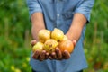 Onion harvest in the hands of a farmer. Selective focus. Royalty Free Stock Photo