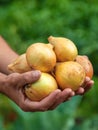 Onion harvest in the hands of a farmer. Selective focus. Royalty Free Stock Photo