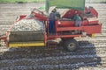 Onion harvester at work. Workers removing rotten onions and clod