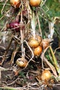 Onion harvesting Royalty Free Stock Photo