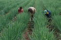 ONION HARVESTING Royalty Free Stock Photo