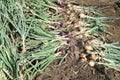 Onion harvesting Royalty Free Stock Photo