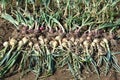 Onion harvesting Royalty Free Stock Photo