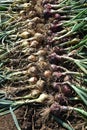 Onion harvesting Royalty Free Stock Photo