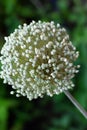 Onion head with flowers. Round flower, ripe onion seeds Royalty Free Stock Photo