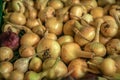 Onion heads from the garden, harvesting