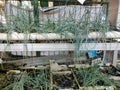 Onion hydroponic plants that are not maintained with a combined system of floating rafts plus DFT Royalty Free Stock Photo