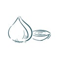 An onion illustration.. Vector illustration decorative background design