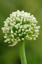 Onion Inflorescence Royalty Free Stock Photo