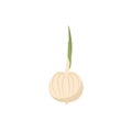 Onion isolated. bulb on white background. Useful vegetable