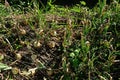 Purple blotch disease of onion