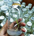 Onion meristem in vitro glass bottle